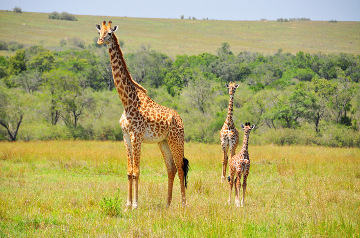 Safari w Kenii