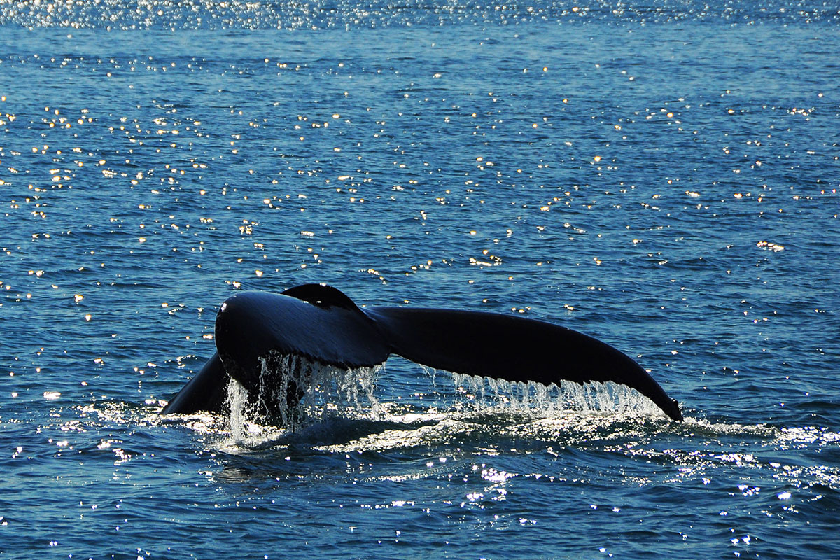 Baza Erfalik - Grenlandia