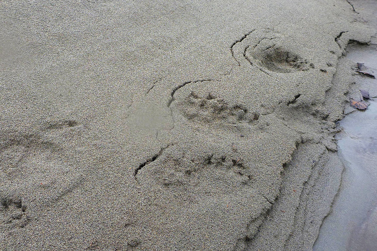 Kanada, Rzeka Skeena