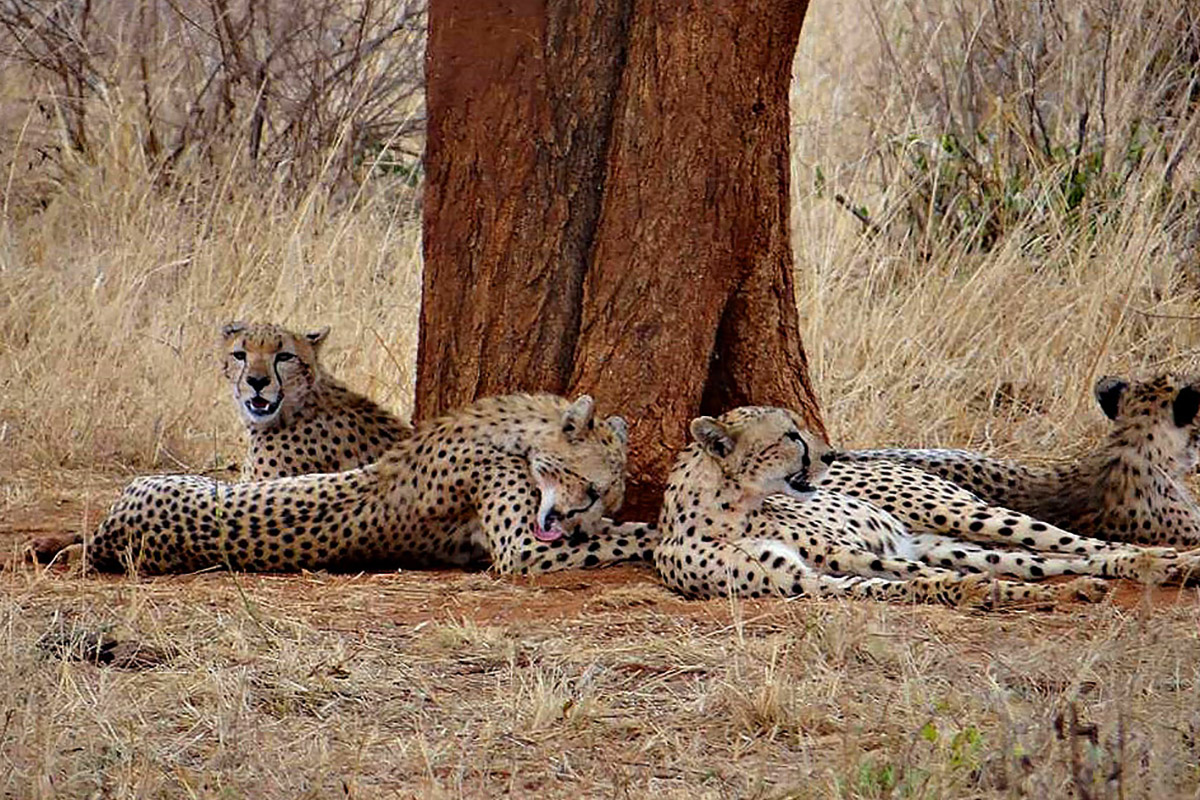 Rejon Malindi, Kenia