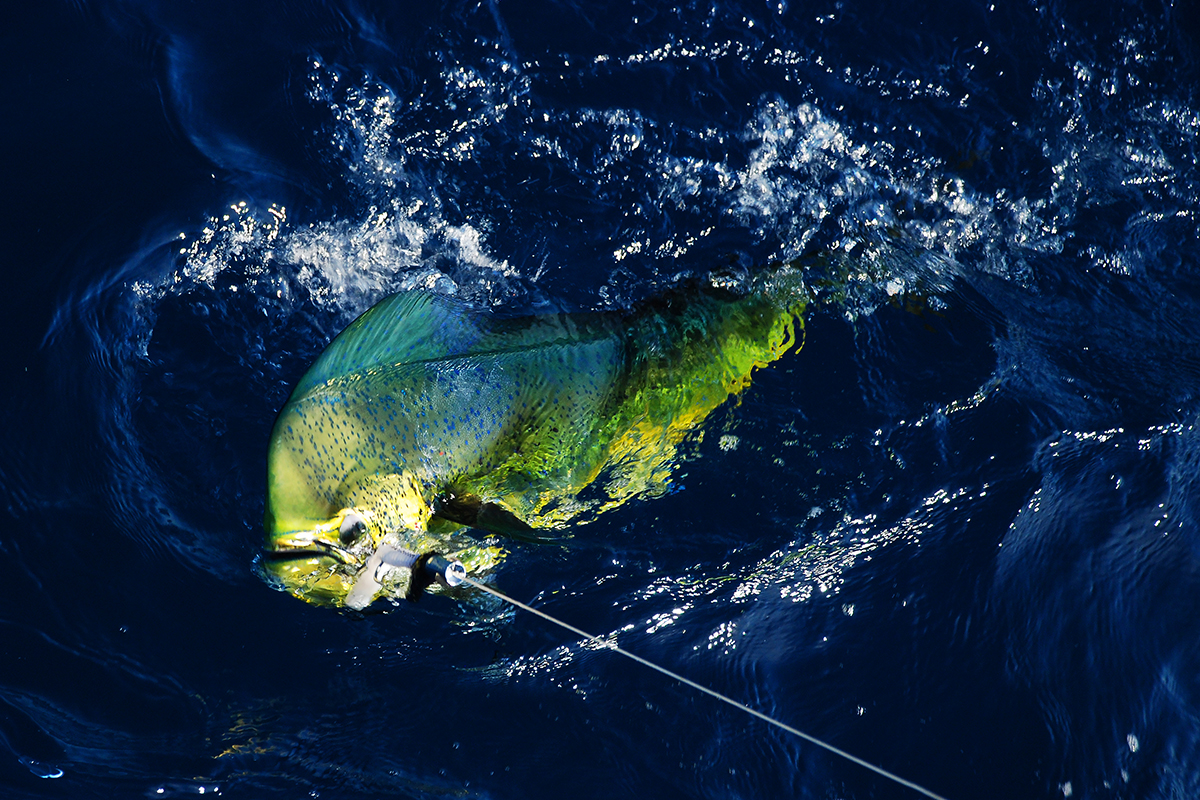 Rejon Malindi, Kenia