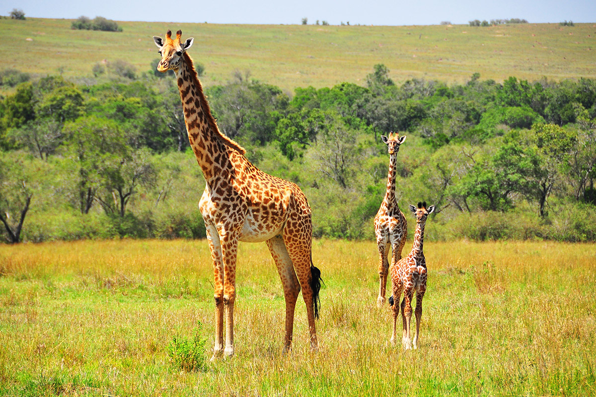 Rejon Malindi, Kenia