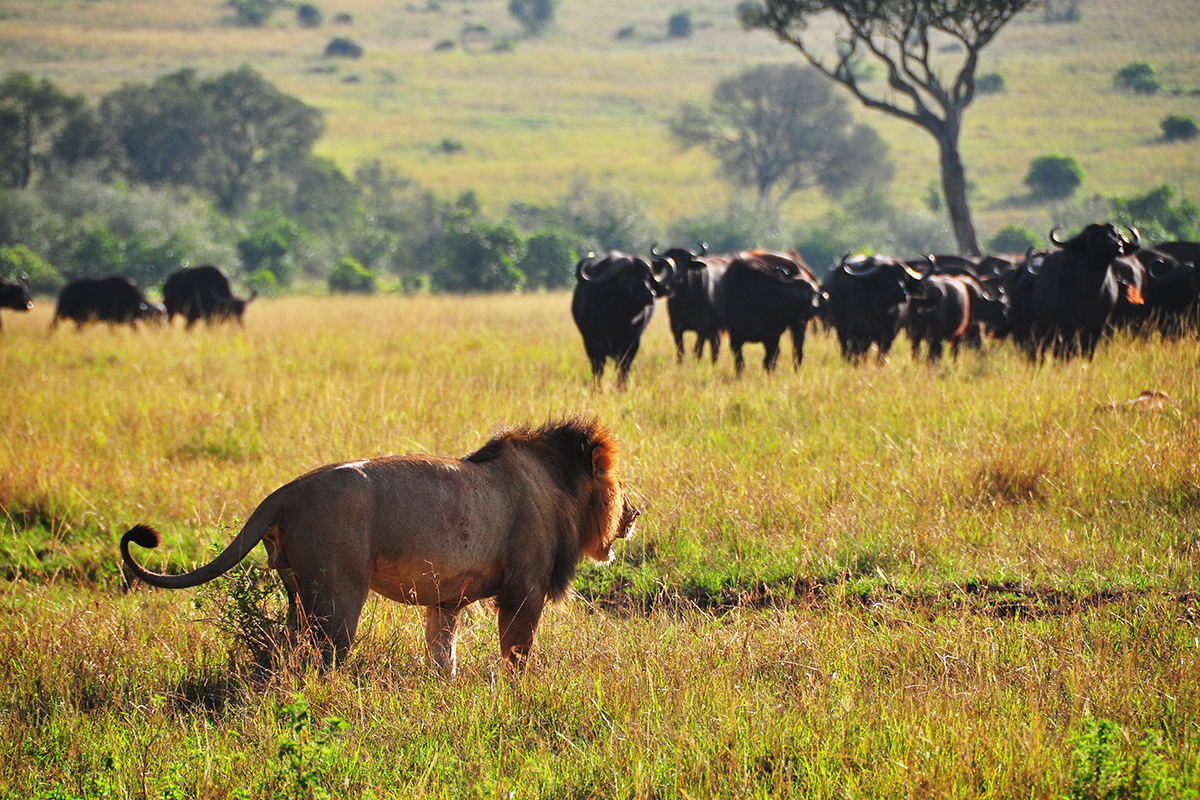 Rejon Malindi, Kenia