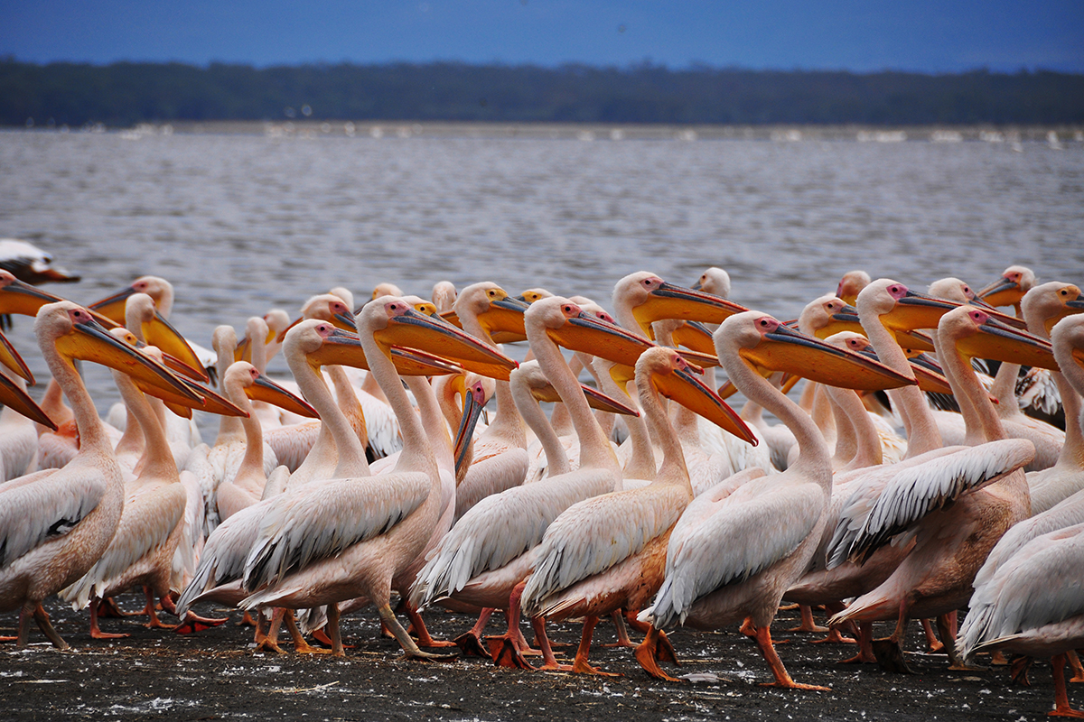 Rejon Malindi, Kenia