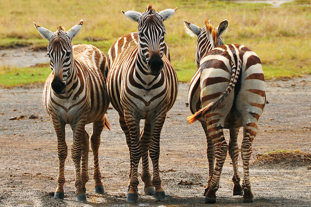Rejon Malindi, Kenia