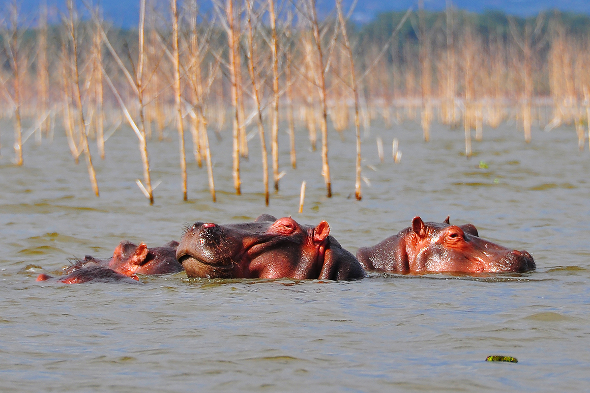 Rejon Malindi, Kenia