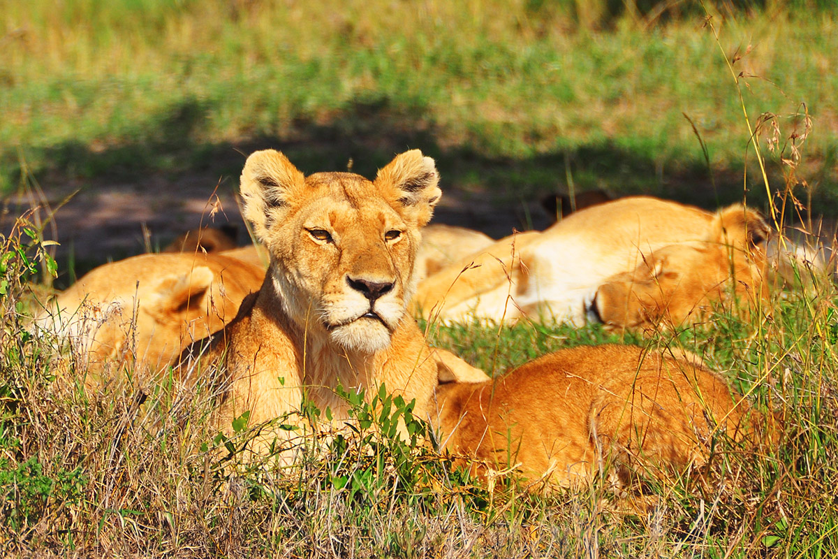Rejon Malindi, Kenia