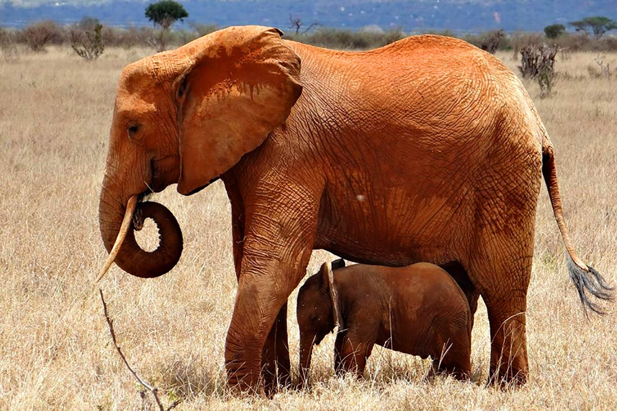 Rejon Malindi, Kenia
