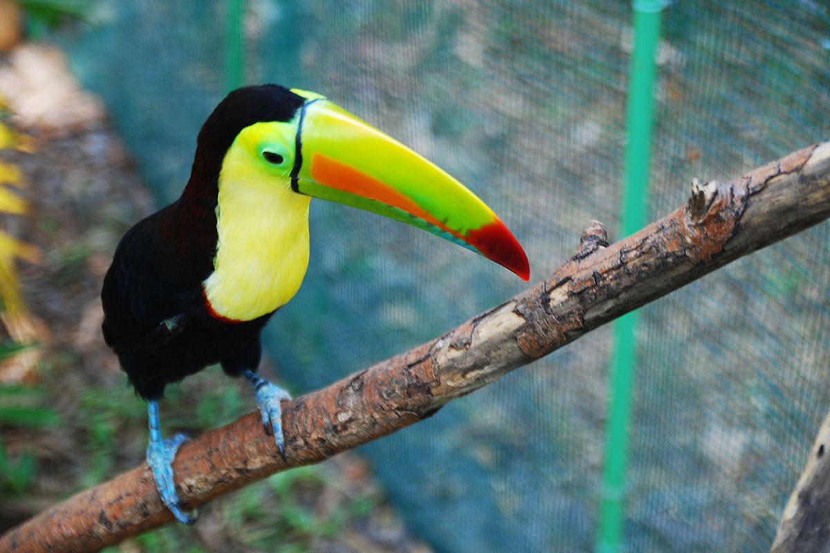 Parismina, Kostaryka