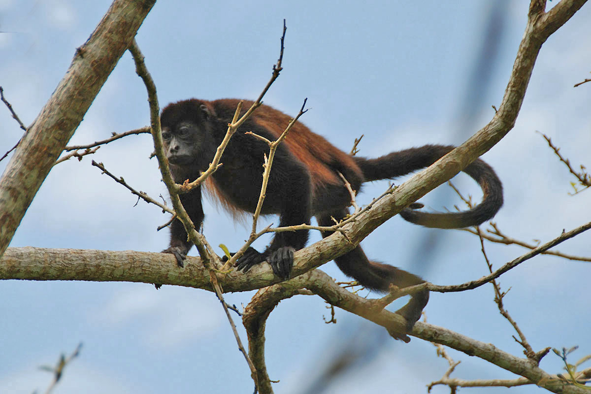 Parismina, Kostaryka