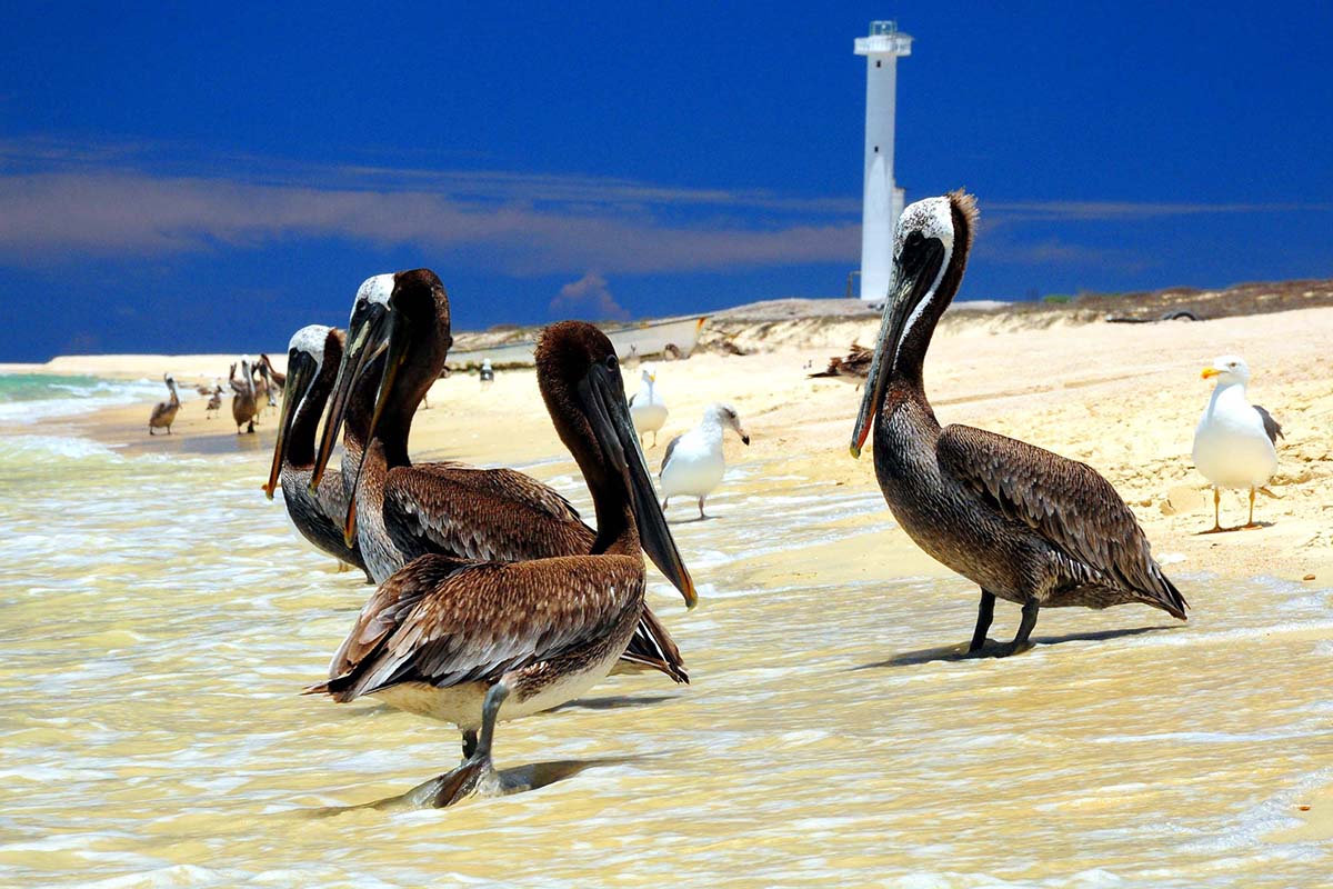 Morze Corteza, Meksyk