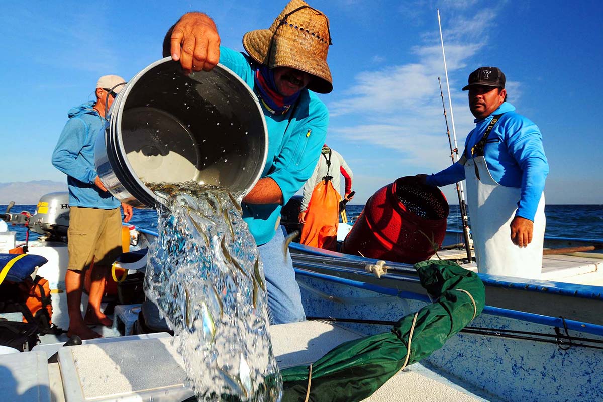 Morze Corteza, Meksyk