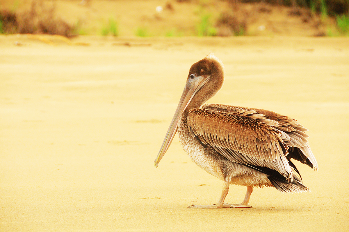 Wybrzeże Tuńczyków, Panama