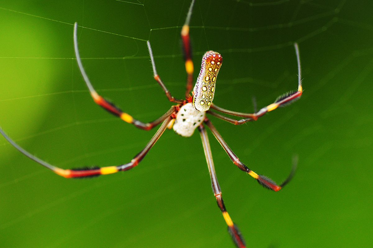 Wybrzeże Tuńczyków, Panama