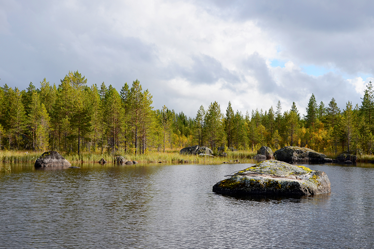 Bräcke